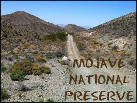 Copy of Bobcat - Mojave National Preserve (U.S. National Park Service)