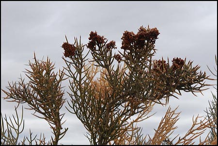 Spiky thorns used in the crucifixion