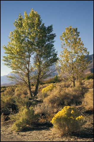 Golden Rabbit Brush