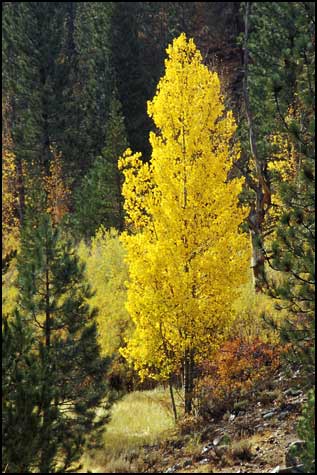 Golden aspen