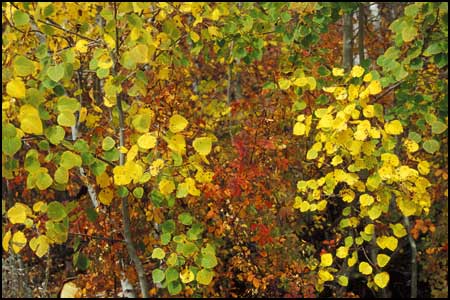 Aspen leaves