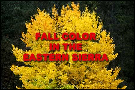 Fall color in the Eastern sierra